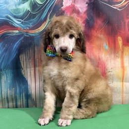 Green - Sable male Poodle puppy in Houma, Louisiana from Smart Azz Poodles