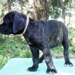 Cane Corso Puppies from Harlow Cane Corso