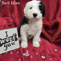 Ellen - Gray and white female Old English Sheepdog puppy in Sutherlin, Oregon from Sapphire Eyes Sheepdogs