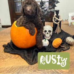 Double Doodle and Labradoodle Puppies from Magnolia & Finn Doodles