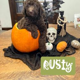 Double Doodle and Labradoodle Puppies from Magnolia & Finn Doodles