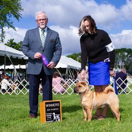 Bowshe - Chinese Shar-Pei