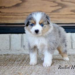 Boy 3 - Blue merle male Toy Australian Shepherd puppy in Russellville, Arkansas from Rockin H Aussies