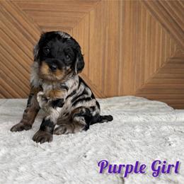 Purple girl - Merle female Goldendoodle puppy in Modesto, California from Two Doods Doodles