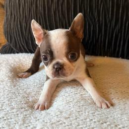 Rosie - Red female Boston Terrier puppy in Charlotte, Michigan from Witselle Bostons