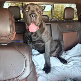 Cane Corso Puppies from Venom Cane Corsos