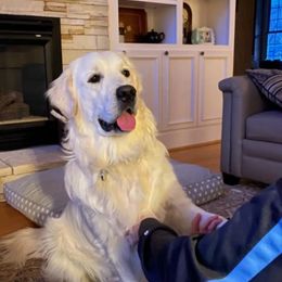 Golden Retriever Puppies from Mountain Laurel Goldens