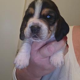 PUGSLEY - Black brown and white male Basset Hound puppy in Lexington, Kentucky from Hound Ridge Meadows