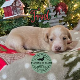 FROST - Cream male Dachshund puppy in Columbia, Louisiana from Diamond 5R Ranch AKC & CKC Miniature Dachshunds