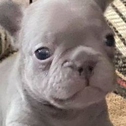 French Bulldogs from Bad Bulliez