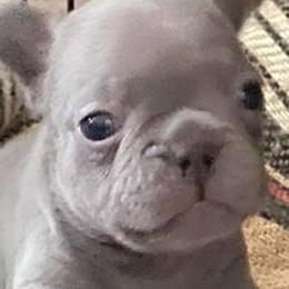 French Bulldogs from Bad Bulliez