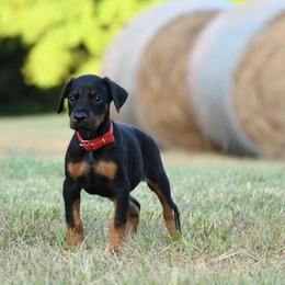 Indy (Independence) - Black and rust female Doberman Pinscher puppy in Overton, Texas from Obsidian Kennel