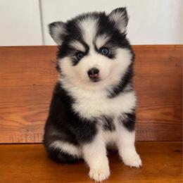 Stella - Black and white female Pomsky puppy in La Verne, California from Red Cedar Pomskies