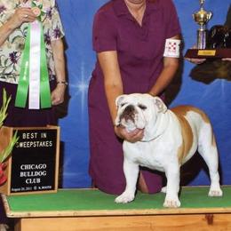 Bulldog All Grown Up from Toadhall Bulldogs