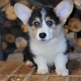Boy 1 - Pembroke Welsh Corgi puppy in Anton, Texas from X Bar's Lil Legs of Texas