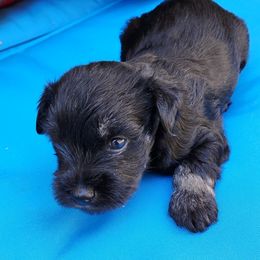 Miniature Schnauzer Puppies from Byrd's House