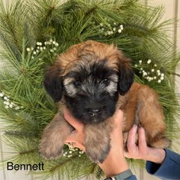 Boy 4 - Wheaten Soft Coated Wheaten Terrier puppy in Newark, Ohio from Valleydayle Doodles and Wheatens