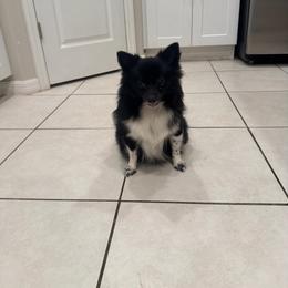 Bella Rose - Pomeranian
