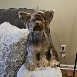 Cocoa - Yorkshire Terrier