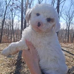 Prada - Cream male Goldendoodle puppy in Fordland, Missouri from K&K's Puppy Kingdom