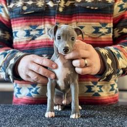 Boy 2 - Blue male Italian Greyhound puppy in Sugar Valley, Georgia from Pinnacle Farm and Kennel