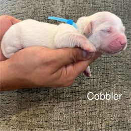 Cobbler - Light golden male Golden Retriever puppy in Conroe, Texas from Tails of Cypress