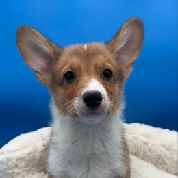 Chestnut - Sable male Pembroke Welsh Corgi puppy in Minooka, Illinois from Lucky J Corgis