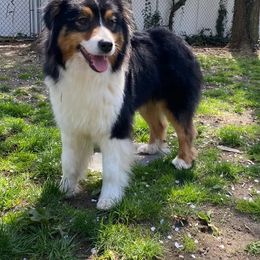 Roxie - Black tri-color Australian Shepherd puppy in Poway, California from Side Tongue Shepherds