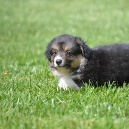 Pembroke Welsh Corgi Puppies from C&G Corgis