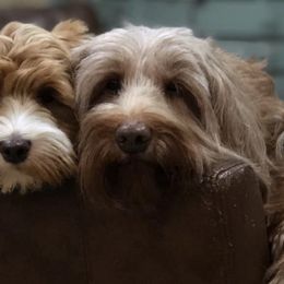 Australian Labradoodles from Lantana Labradoodles