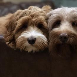 Australian Labradoodles from Lantana Labradoodles