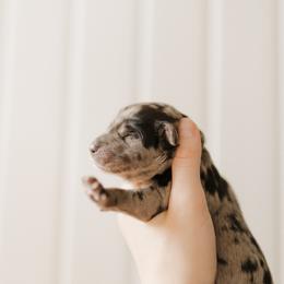 Marty - Black Collar - Merle male Goldendoodle puppy in Newell, Iowa from Front Porch Goldens