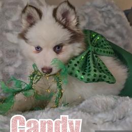 Pomsky puppies from Whitmore Wolfpack LLC