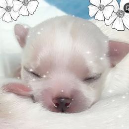 Chihuahua Puppies from Cranbrook Kennels