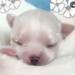 Chihuahua Puppies from Cranbrook Kennels