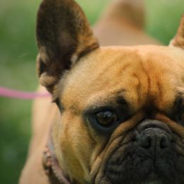 French Bulldog All Grown Up from San Juan Frenchies