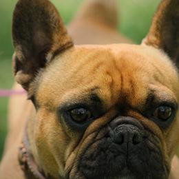 French Bulldog All Grown Up from San Juan Frenchies