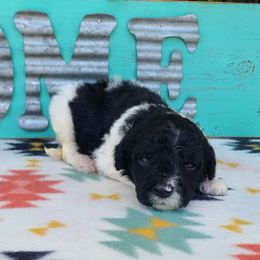 Opal - Black and white female Sheepadoodle puppy in Owensville, Missouri from Oak Valley Kennels