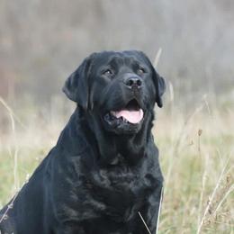 Sprout - Labrador Retriever
