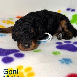 Goni - Tri-color male Bernedoodle puppy in Beecher, Illinois from Erica’s Doodles