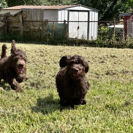 Goldendoodle and Poodle Puppies from Syren House Doodles & Poodles