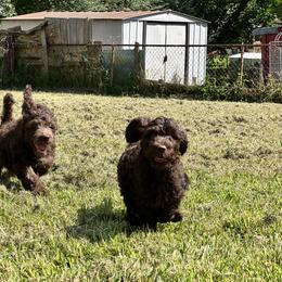 Goldendoodle and Poodle Puppies from Syren House Doodles & Poodles