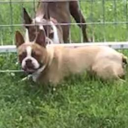 Cayenne - Boston Terrier
