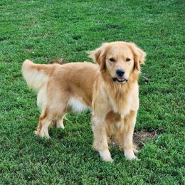 Turtle - Golden Retriever