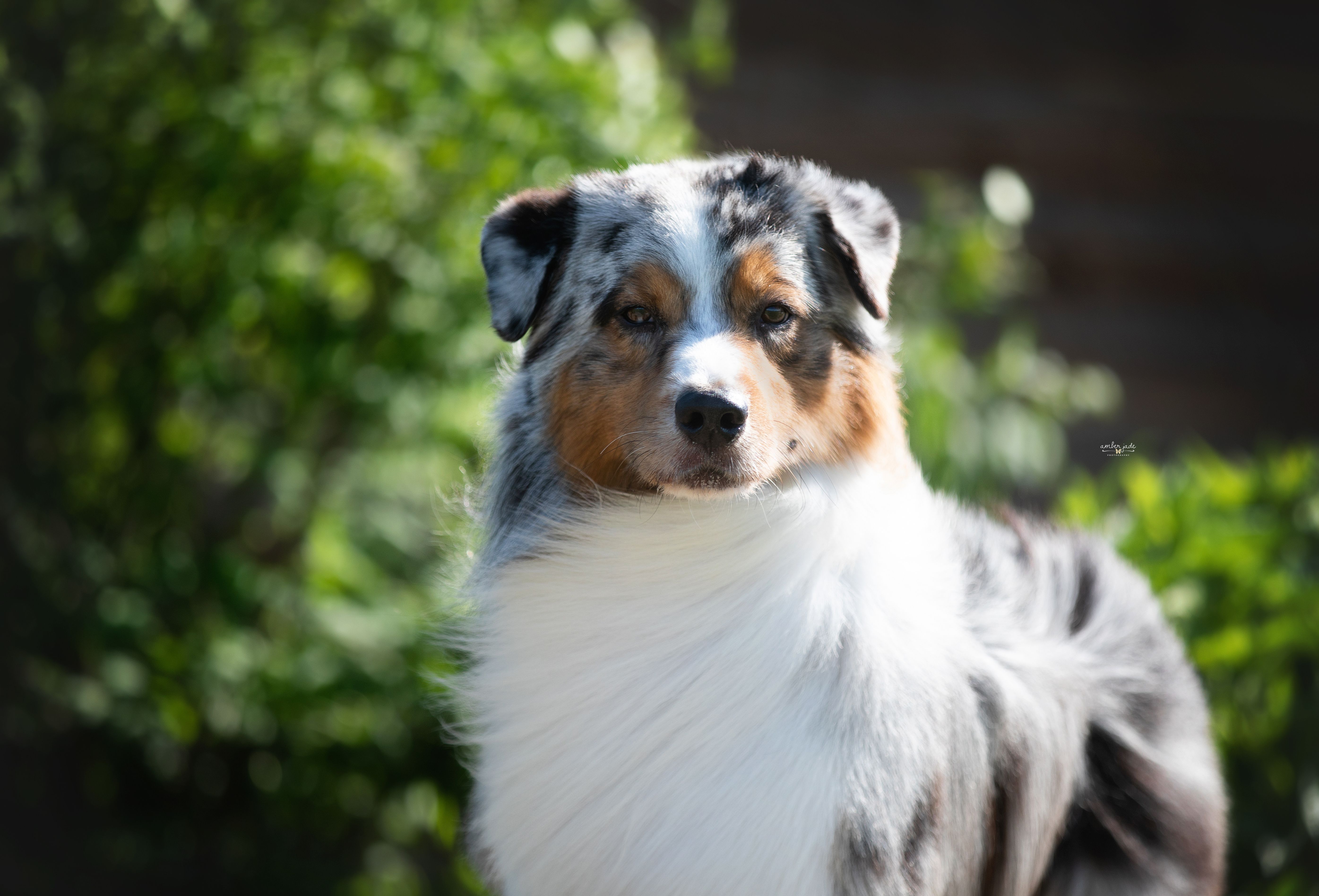 Rocky Mountain Australian Shepherds in Colorado | Australian Shepherd ...