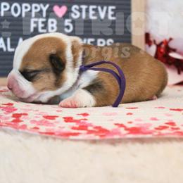 Deshka - Red and white female American Corgi puppy in Sedro Woolley, Washington from Patriot Corgis