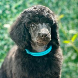 Leo - Phantom male Poodle puppy in Travelers Rest, South Carolina from Cotton Top