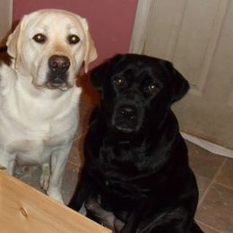 Labrador Retriever All Grown Up from Holleigh Brook Labradors