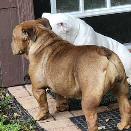 Bulldogs and French Bulldogs from Bouquet Bulldogs
