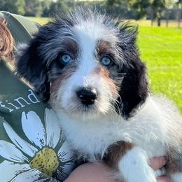 Jellybean - Blue merle female Aussiedoodle puppy in Omro, Wisconsin from Crystal Ridge Doodles
